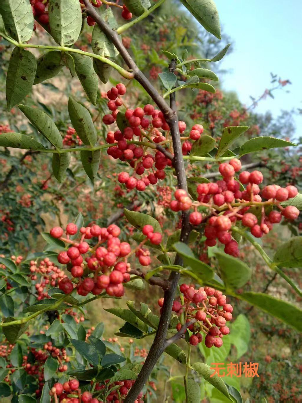 27d08db62873e7c117d26ded88a03421