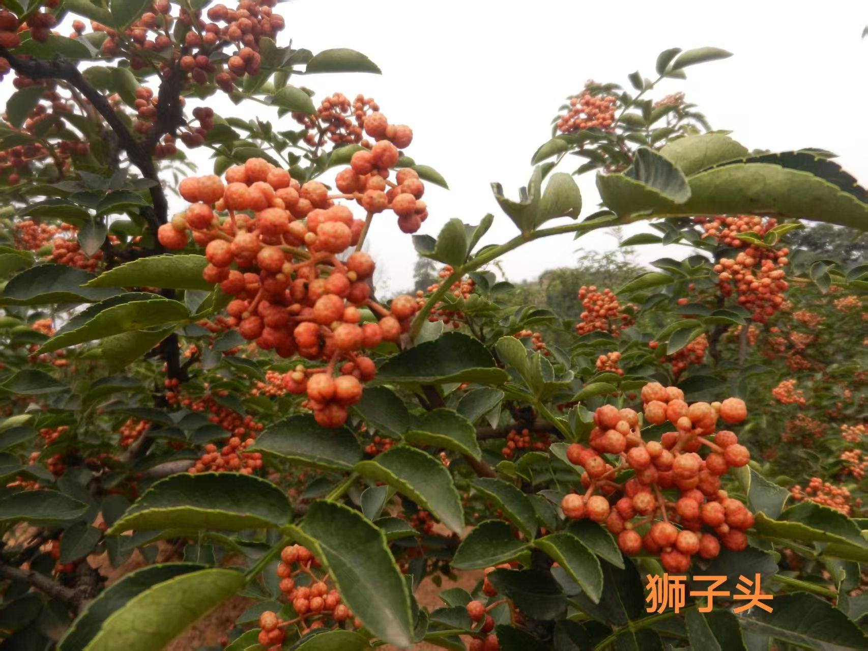 1d88727ea4d9011cbf12a18ac7ac7b32