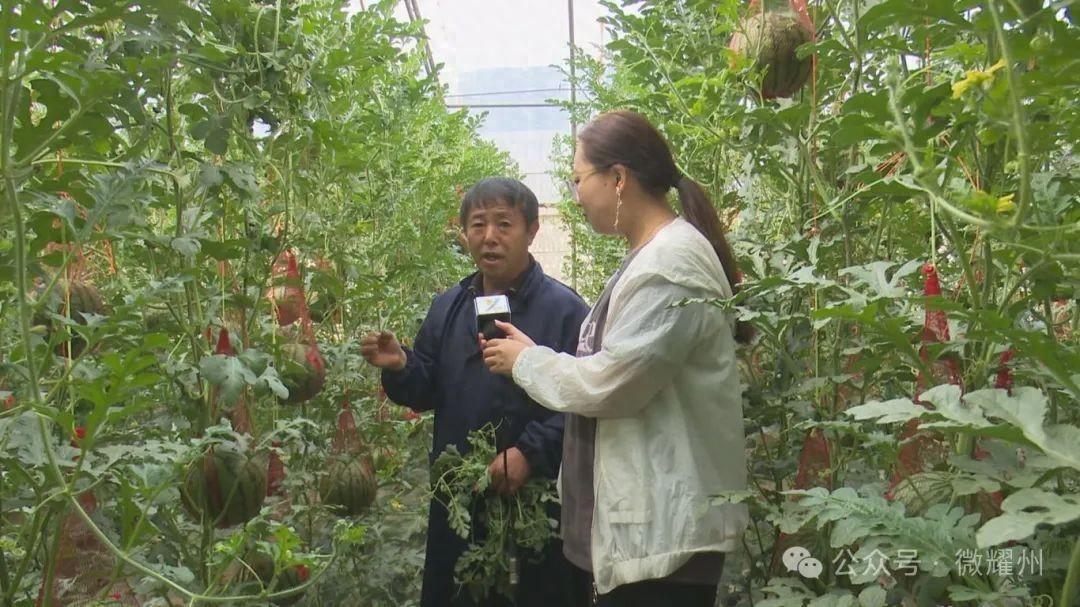 陕西省耀州区马咀村：吊篮西瓜喜获丰收 甜了“舌尖”富了瓜农 - 智慧中国